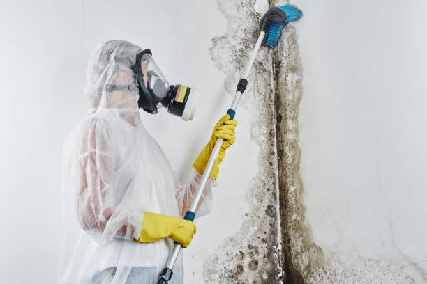 Best Emergency Mold Remediation  in Orinda, CA